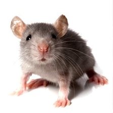 Схема вышивки «Мышь»