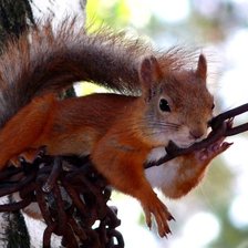 Схема вышивки «белка- кот учёный»