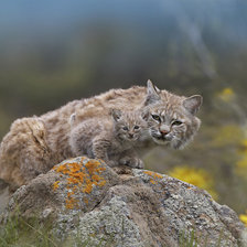 Схема вышивки «наука охоты рысь»