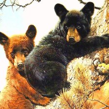 медвежья парочка