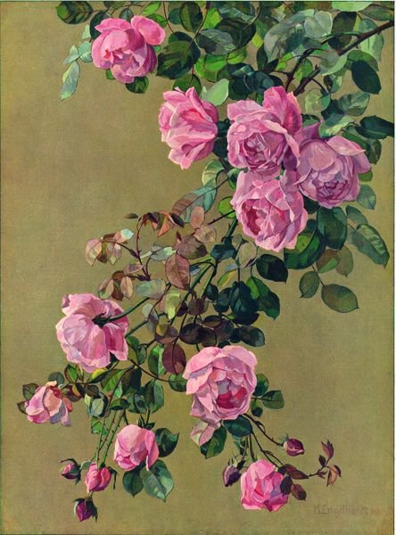 ветка розы - розы, цветы - оригинал