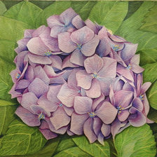 гортензия 2