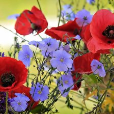 Схема вышивки «Цветущие маки»