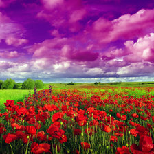 Схема вышивки «Маковое поле»