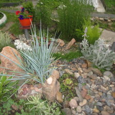 мой рокарий