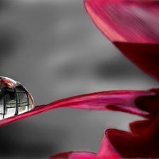 Схема вышивки «Лилия»