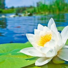 Схема вышивки «КУВШИНКА»