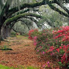 Схема вышивки «лес»