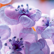 Схема вышивки «цветок»