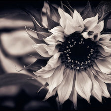 Схема вышивки «№1284748»