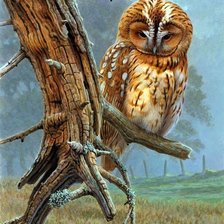 Схема вышивки «совушка»