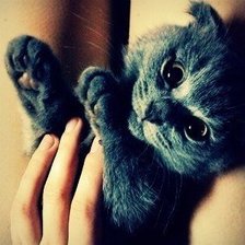 Схема вышивки «котик»