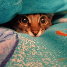 Схема вышивки «Риччи»