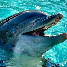 Схема вышивки «Дельфин»