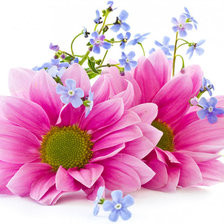 Схема вышивки «Цветы»