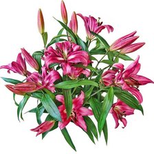 Схема вышивки «Лилии»