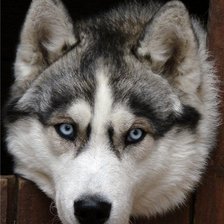 Схема вышивки «Пристальный Взгляд»