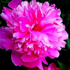 Схема вышивки «Пион»