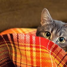 Схема вышивки «№1286068»