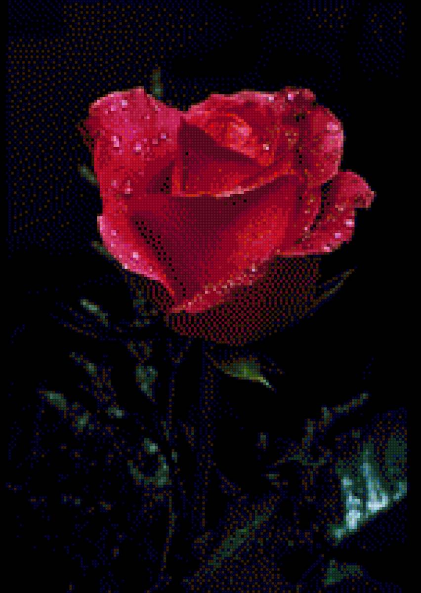 Quỳnh - hoa hồng - предпросмотр