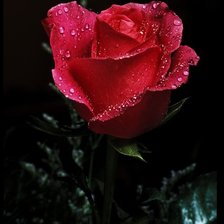 Схема вышивки «Quỳnh»