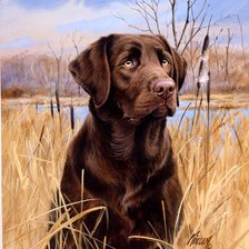 Схема вышивки «ЛАБРАДОР»