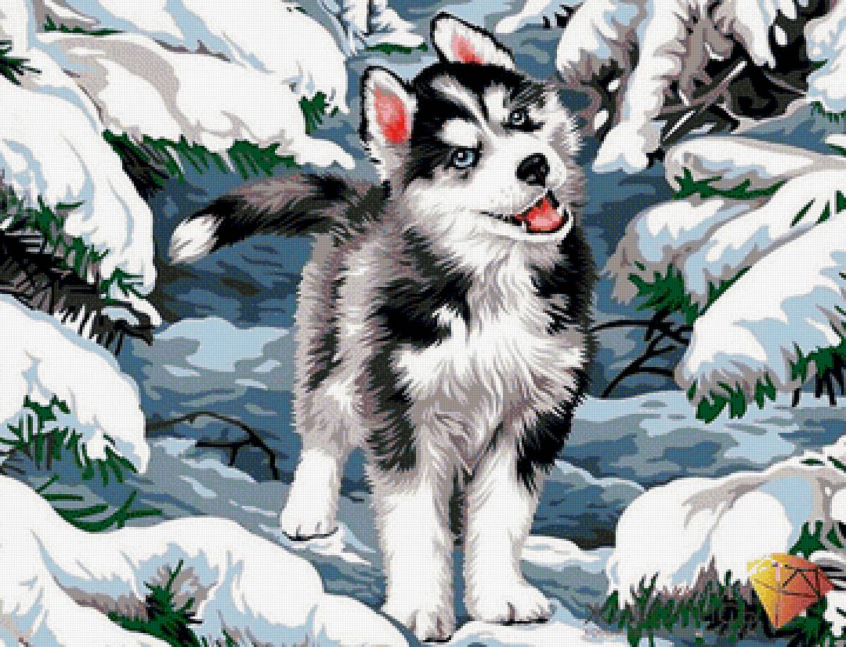 хаски - предпросмотр