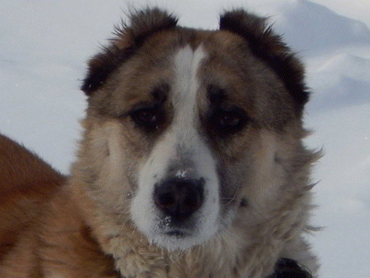 САО Зара - собака - предпросмотр