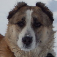 Схема вышивки «САО Зара»