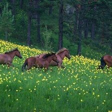 Схема вышивки «На пастбище»