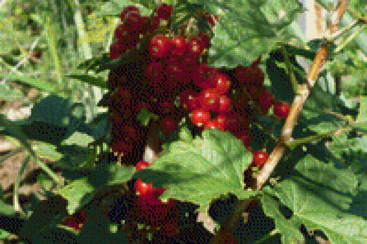 красная смородина - лето, ягода, смородина., огород - предпросмотр