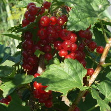 красная смородина