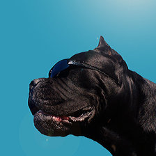 Схема вышивки «Кане корсо»