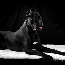 Схема вышивки «Итальянский Кане Корсо»