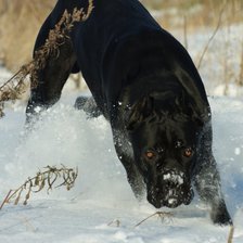Схема вышивки «Итальянский Кане Корсо2»