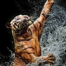 Схема вышивки «Тигр»