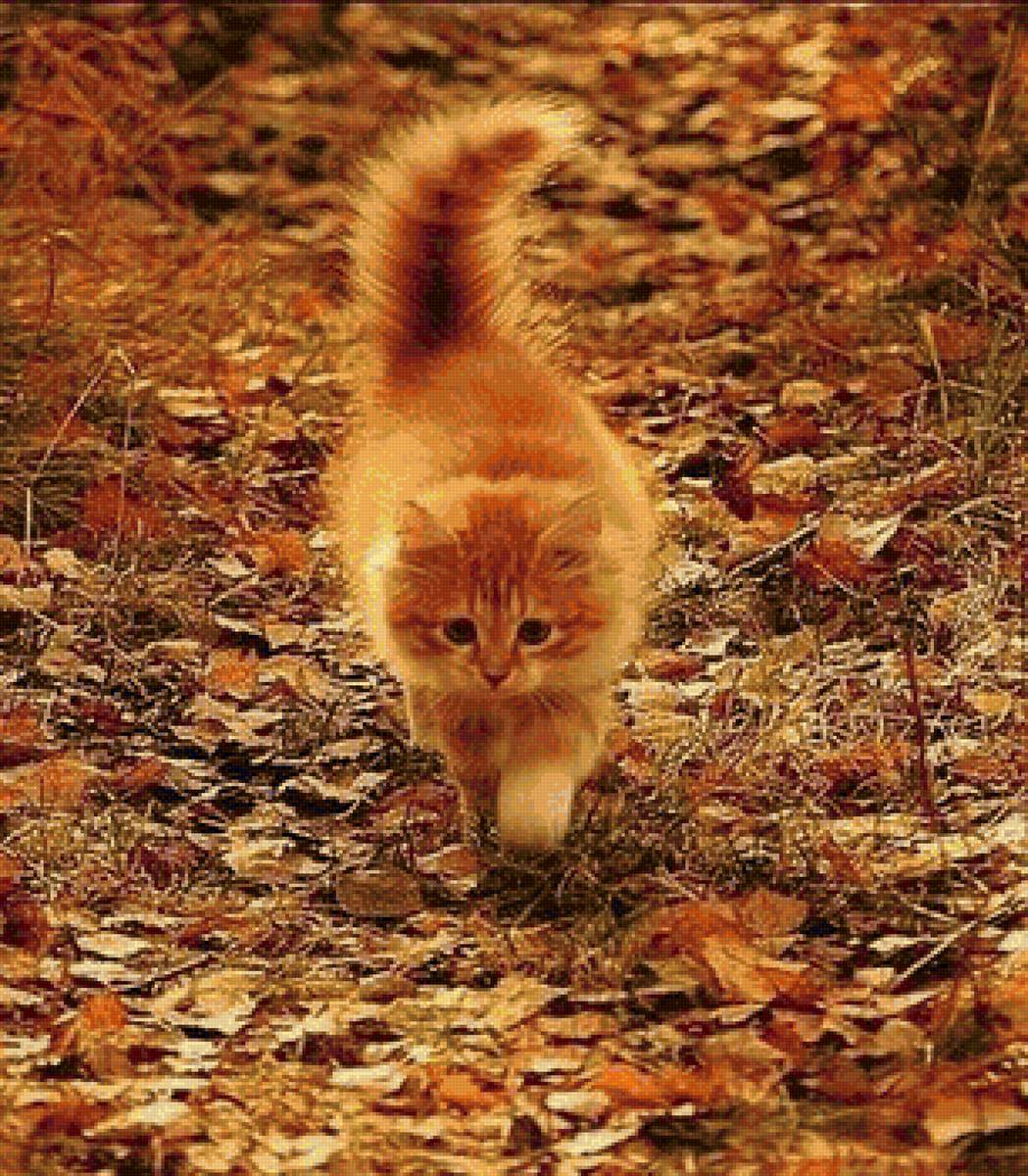 рыжик - предпросмотр