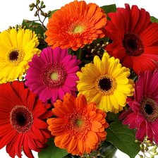 Схема вышивки «Герберы»