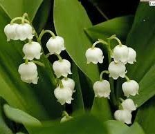 Схема вышивки «Gyöngyvirág»