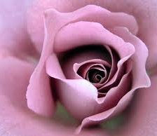 Схема вышивки «Rózsa 1»