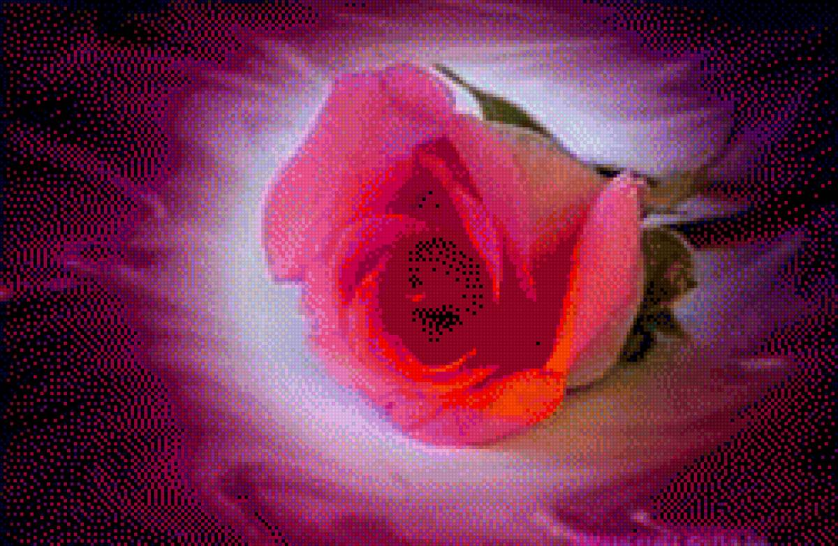 Rózsa 2 - virág - предпросмотр