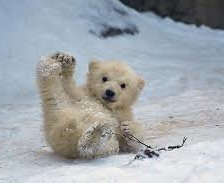 Схема вышивки «Jegesmedve bocs»