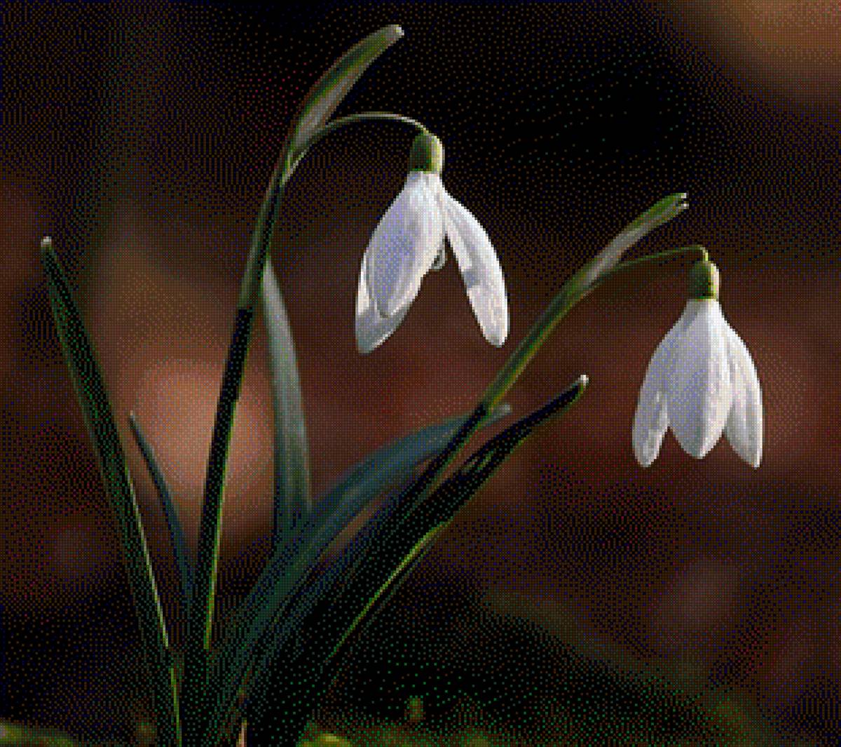 Hóvirág - természet - предпросмотр