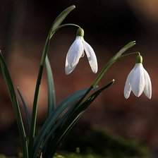 Схема вышивки «Hóvirág»