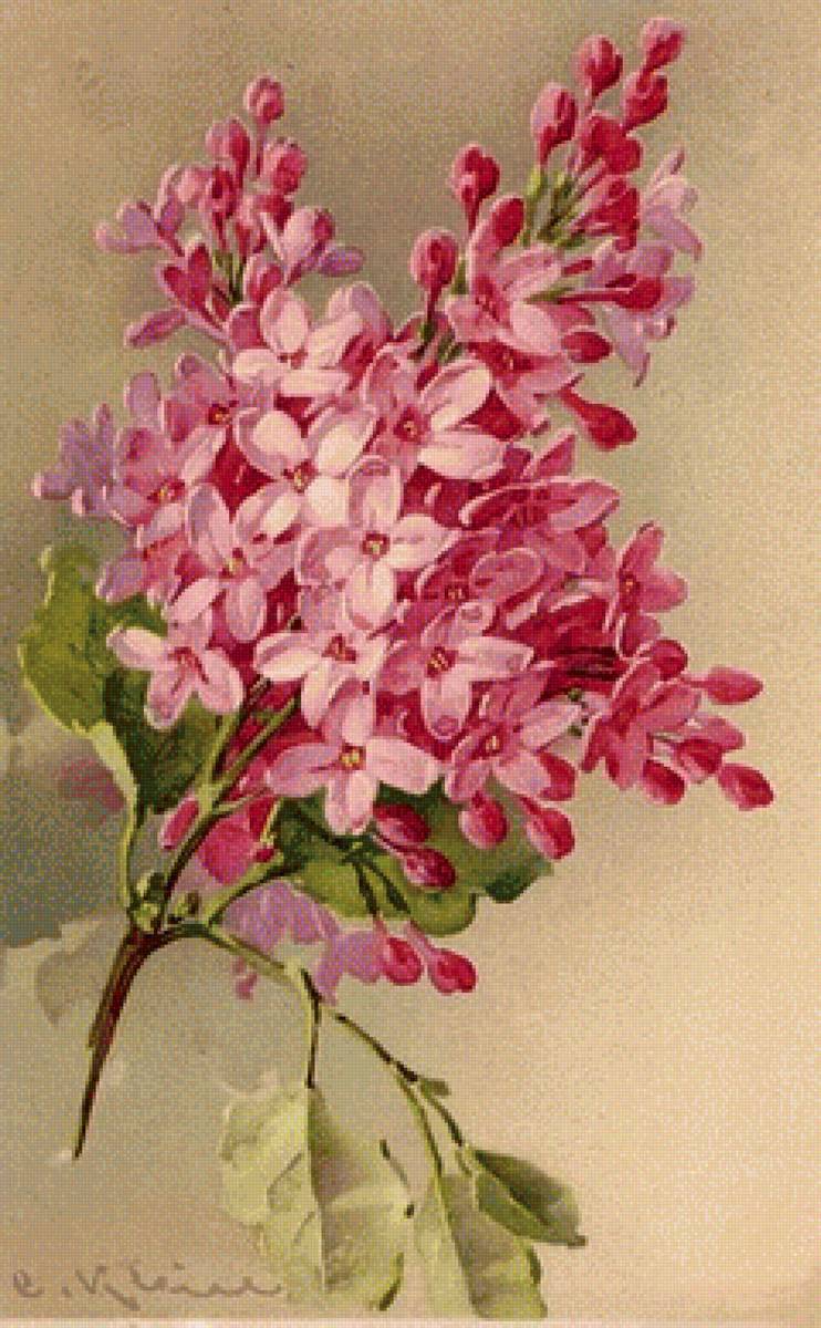 orgován - предпросмотр