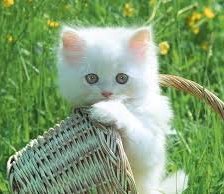 Схема вышивки «Cicus»