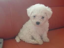 Kutyus - állatok - оригинал