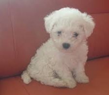 Схема вышивки «Kutyus»