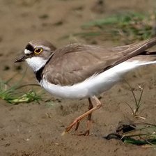 Схема вышивки «Птичка Зуёк»