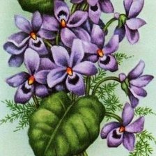 Схема вышивки «fialky,kytička»